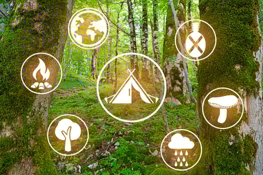 Signs of wild mushrooms and summer forest. photo