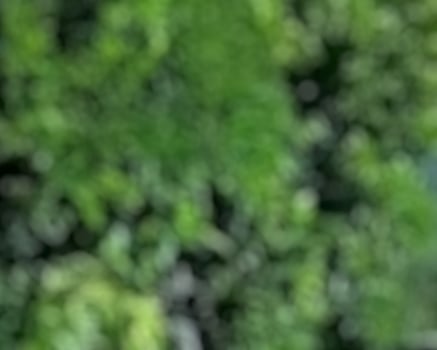 abstract green blur background photo
