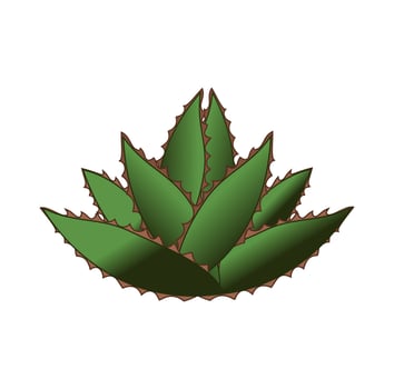 Agave Cactus cartoon design illustration vector