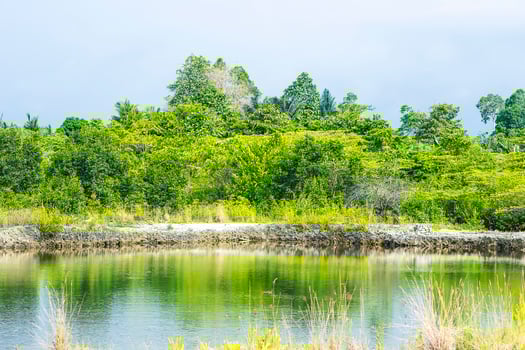 A pond in the mangrove forest photo