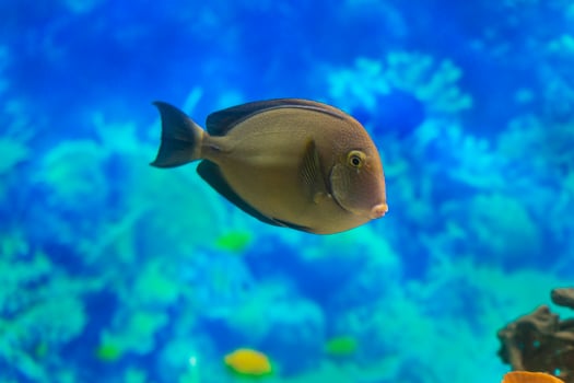 Acanthurus dussumieri. A large fish swims in the water of the aquarium. Close-up. Underwater world. photo