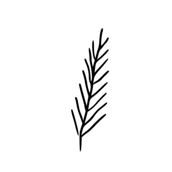 Botanical illustration. Fern, eucalyptus, boxwood. Vintage floral background. Vector design elements. Isolated. Black and white.