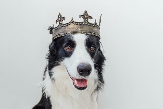 Cute puppy dog with funny face border collie wearing king crown isolated on white background. Funny dog portrait in royal costume in carnival or halloween. Dog lord wizard or prince, dog power theme. photo