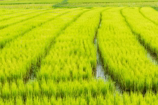 rice sprout ready to growing in the rice field. photo