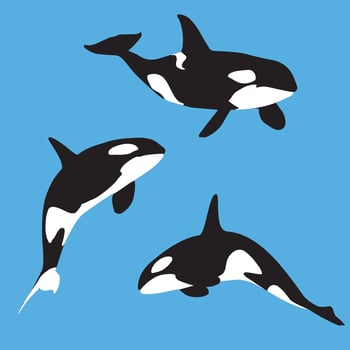 Killer Whales Art vector