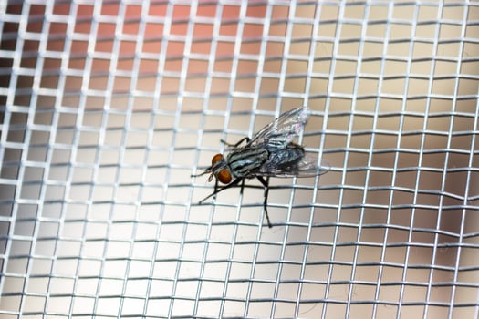 Closeup of a Fly on the net photo