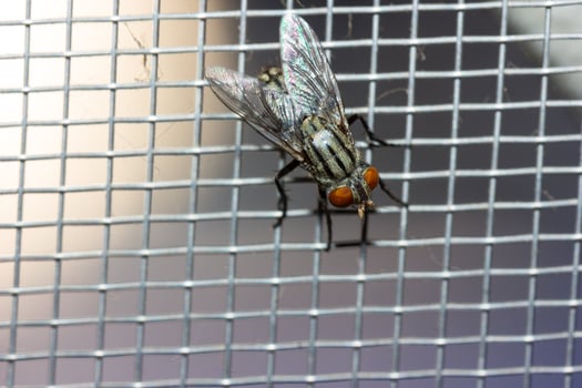 Closeup of a Fly on the net photo