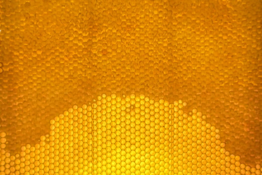 Honeycomb from bee hive filled with golden honey photo