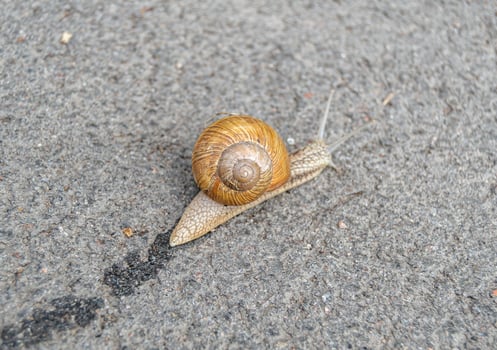 Big garden snail in shell crawling on wet road photo