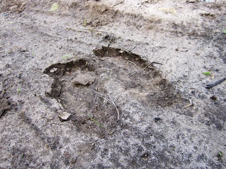 Photography to theme big footprint animal cow close up photo
