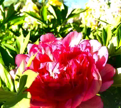 The colorful photo shows blooming flower peony