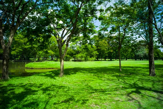 beautiful green grass at park photo