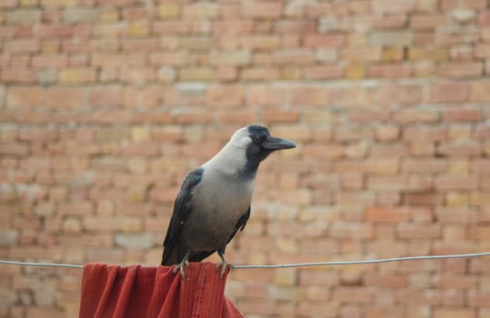 Portrait View of house Crow sitting on Wall. House Crows against blurry background. Indian house Crow. With selective focus on the subject. photo