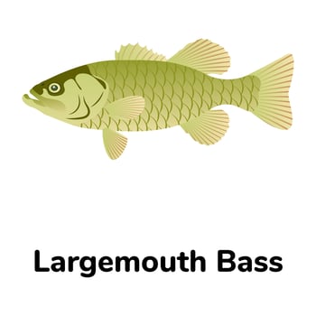 A freshwater fish flat icon vector