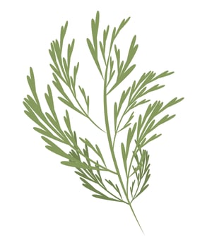 fresh coriander vegetable vector
