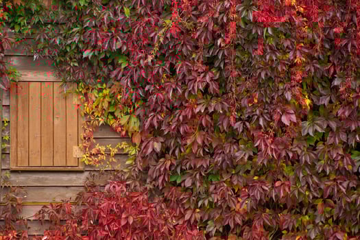 autumn leaves cottage photo