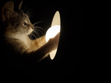 Cat playing with lamp in the dark. photo