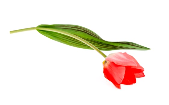 Single pink tulip isolated on white background. photo
