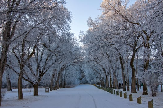 Winter Frost Saskatchewan photo