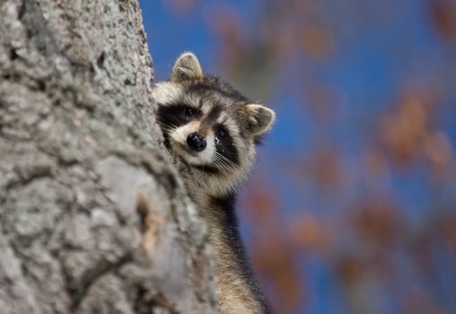 Racoon in Winter photo