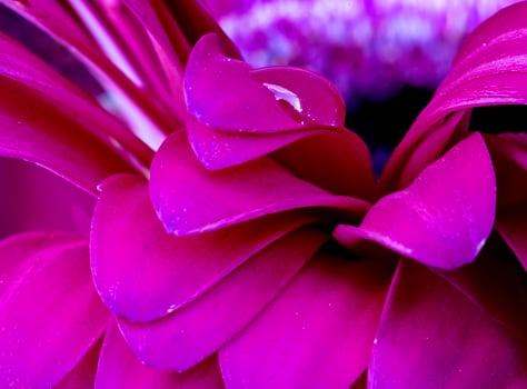 Gerbera Macro Close Up photo