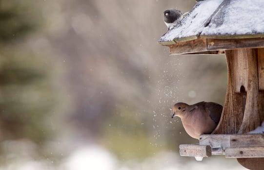 Mourning Dove in Winter photo