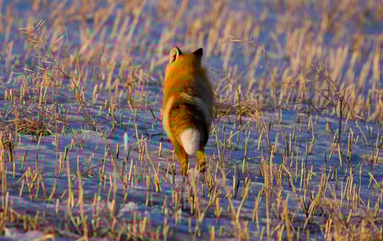 Fox on the Run photo
