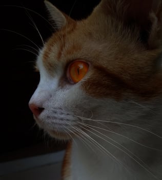Close up photo of a striped redorange Angry cat, with scary glowing orange eyes. Dark concept.