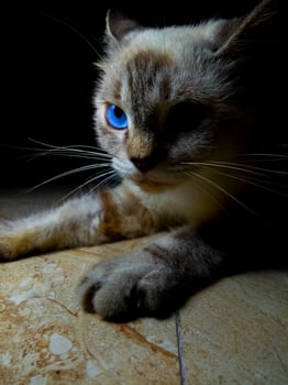 Angry face gray cat with blue eyes photo
