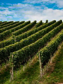The grapes are ripe. Vintage season. Winemaking in Alsace. photo