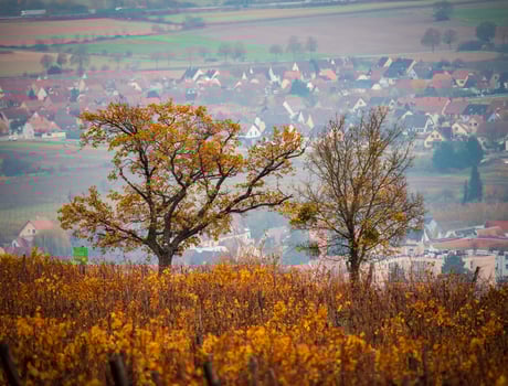 Orange red rust colored vineyards in Alsace. Autumn landscape after harvest. photo