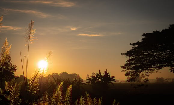 Grass flower in the morning when the sun is rising. A large tree in the background is a rising sky in the morning sun. atmosphere in rural areas, farms or fields photo