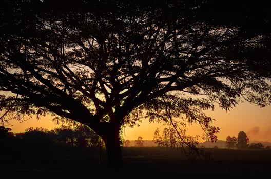 silhouette, big tree, sprawling, perfect, sky background The orange light of the rising sun in the morning and a faint fog photo