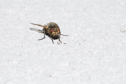 fly on white stone in the sun photo