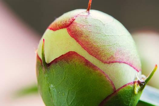 Flower bud close up. Unopened white peony flower on pink background. photo