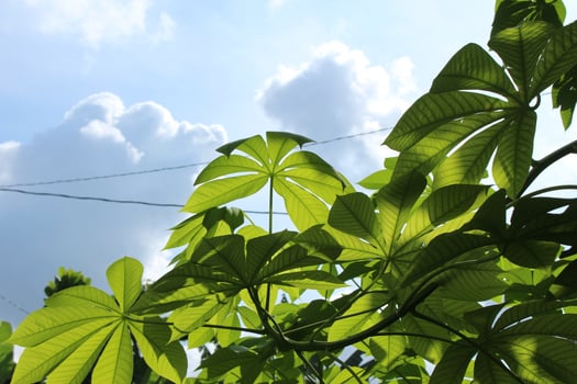 A tree with dense leaves and a bright blue sky seen from below or a low angle. Perspective photo