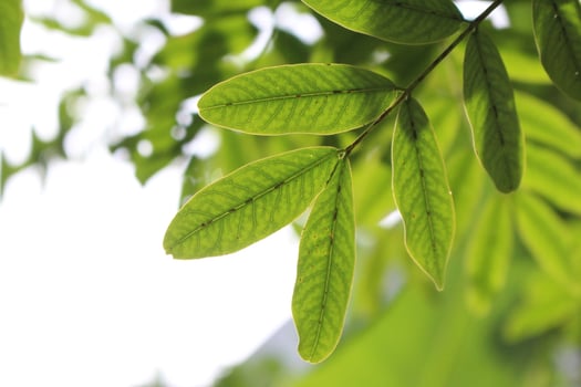 Close up photos of leaves so you can see the details and follicles with a bokeh effect on a sunny morning