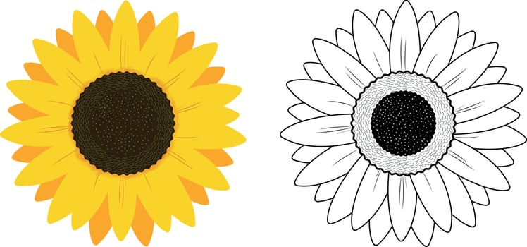 Sunflower Illustration on White  background, Free Vector