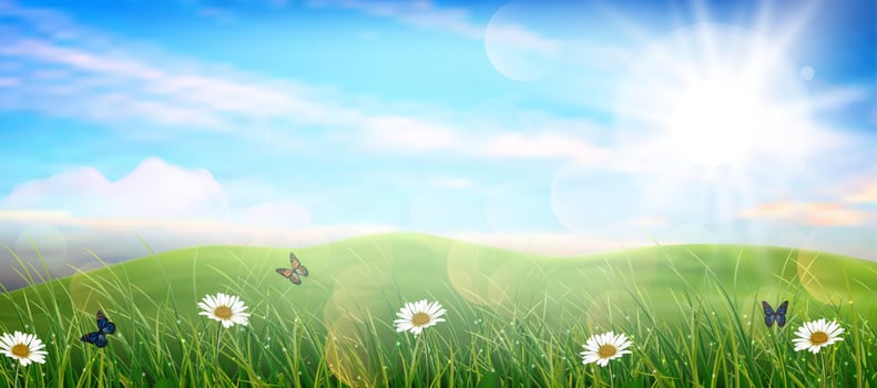 Beautiful spring meadow colorful flowers vector