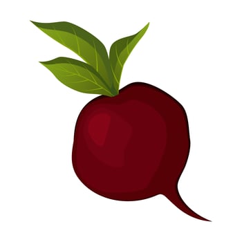 Realistic ripe fresh beetroot against white background - Vector