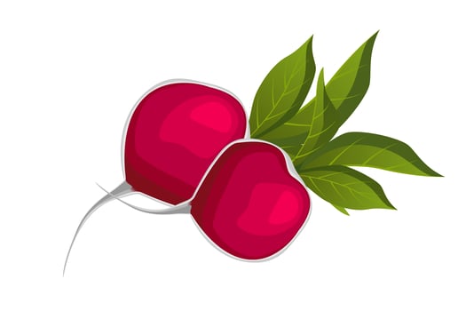 Realistic fresh radish on white background - Vector