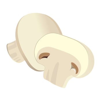 Realistic fresh ripe champignon isolated on white background - Vector