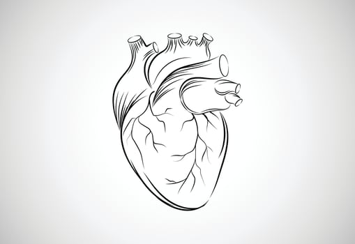 Hand-drawn line art human heart vector illustration