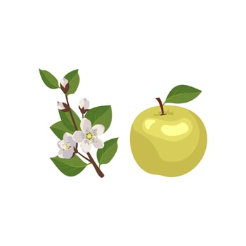 Icon set of yellow or green apple and branch with flowers, buds and leaves. Whole fruit. Food for nutrition and decoration. Sweet snack. Vector flat illustration