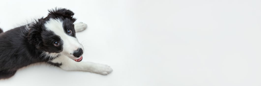 Funny studio portrait of cute smilling puppy dog border collie isolated on white background. Pet care and animals concept. Banner photo