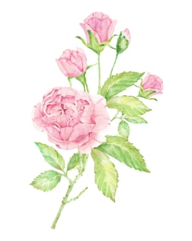 watercolor beautiful pink English rose bouquet isolated on white background vector
