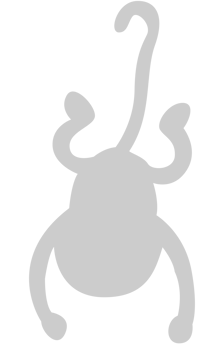 Ape vector