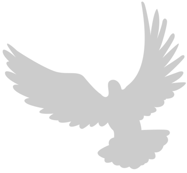 Bird vector