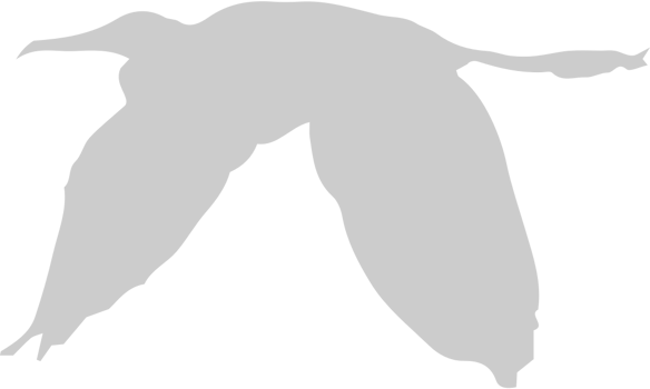 Bird vector