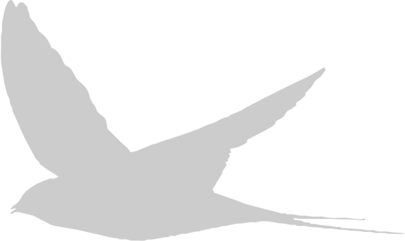 Bird vector